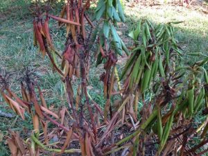 Rhododendron betegsgei, krtevi  NaturGarden Kertgondozs s  Kertfenntarts